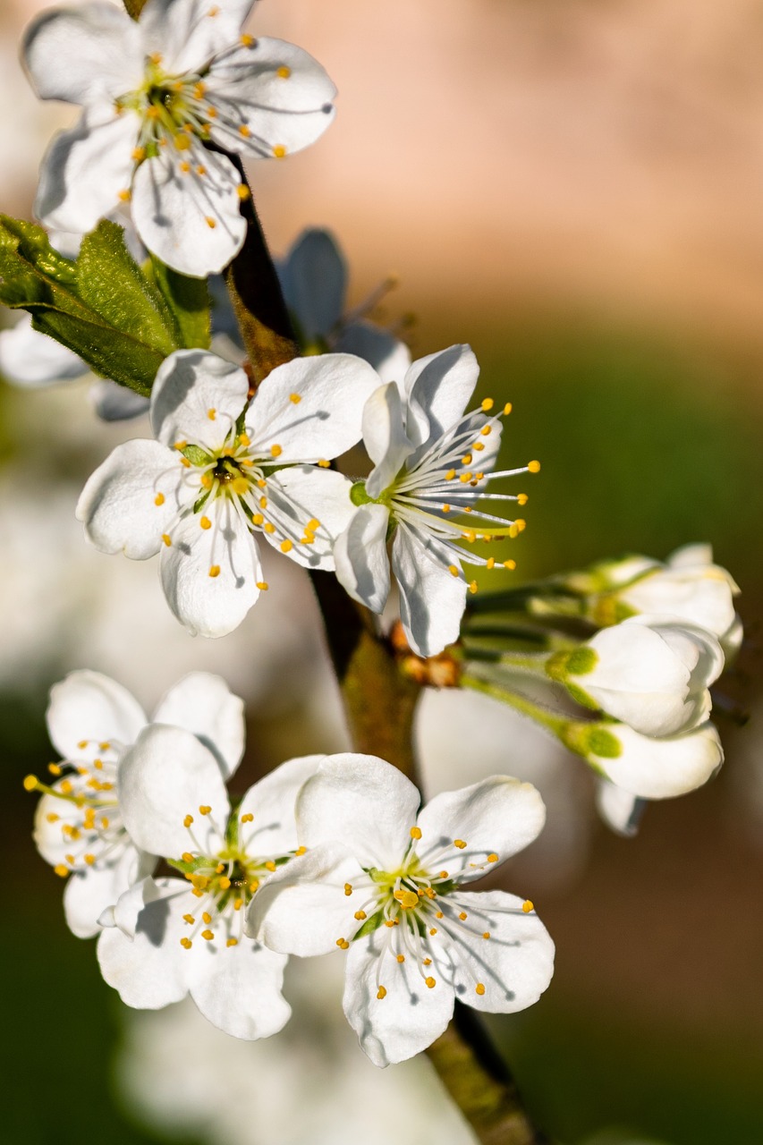 flower  natural  plant free photo