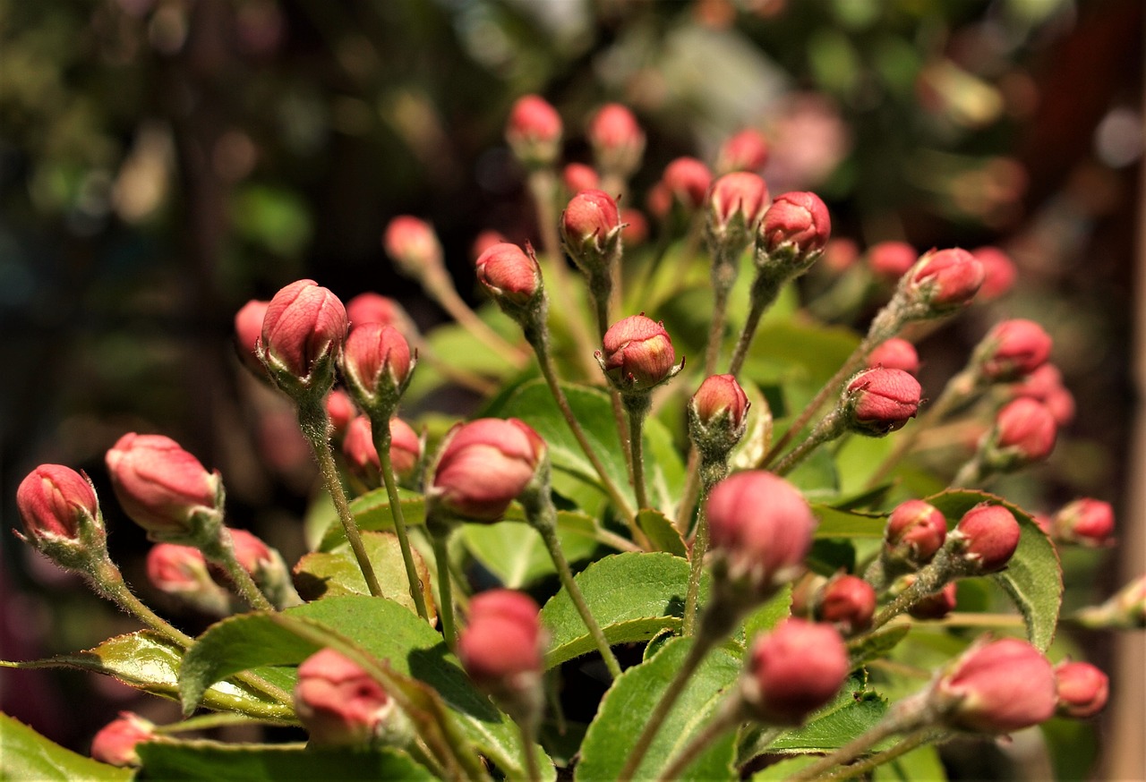 flower  flora  nature free photo