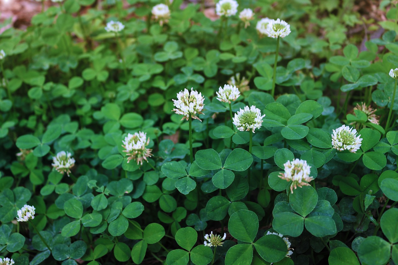 flower  clover  plant free photo