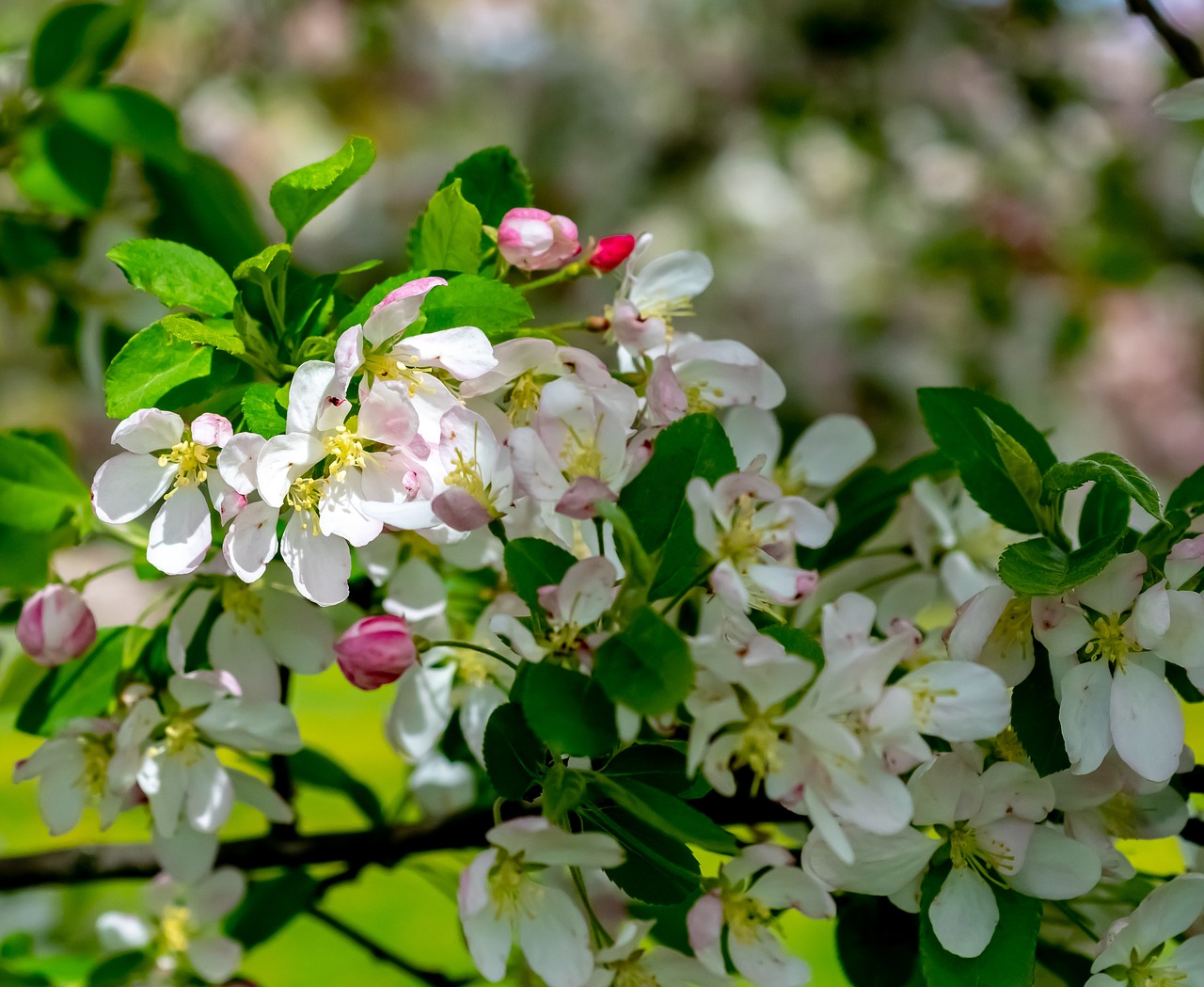 flower  flora  nature free photo