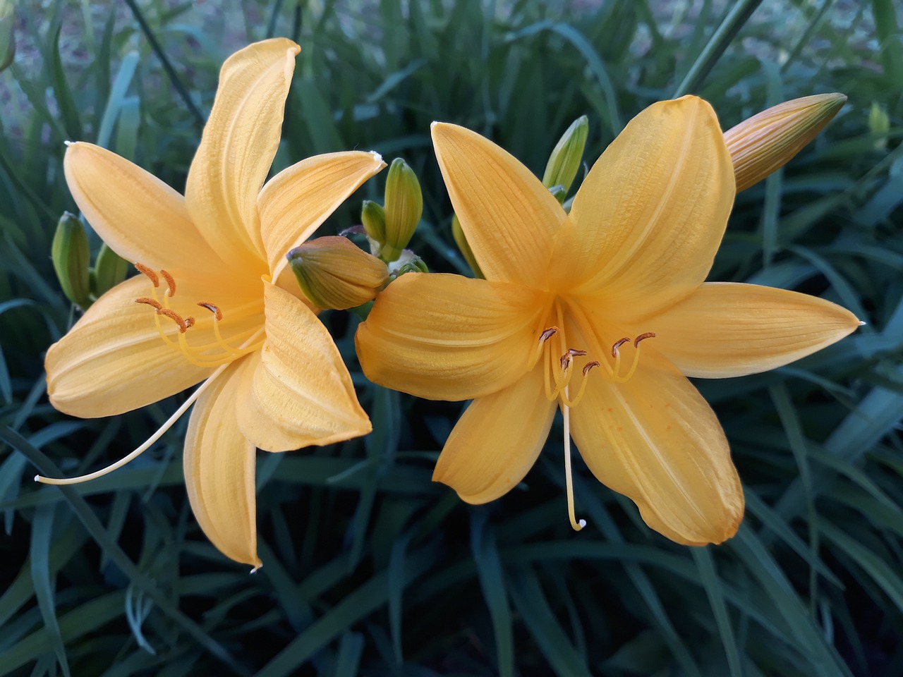 flower  plant  nature free photo