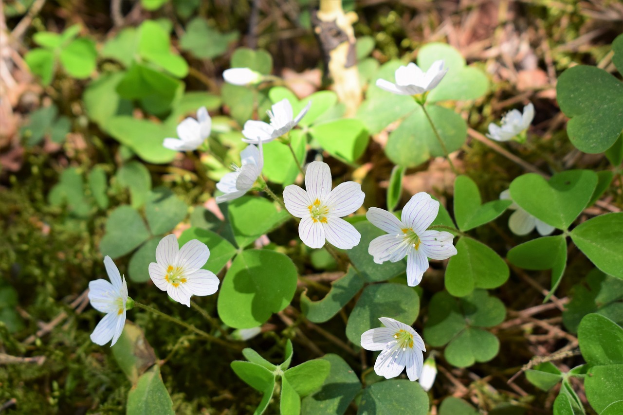 flower  plant  nature free photo