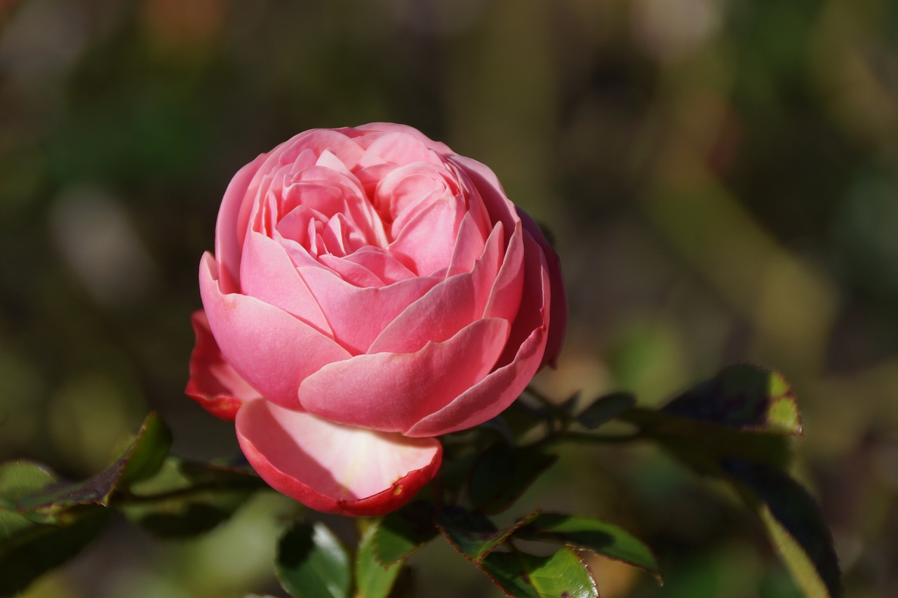 flower  pink  rose free photo