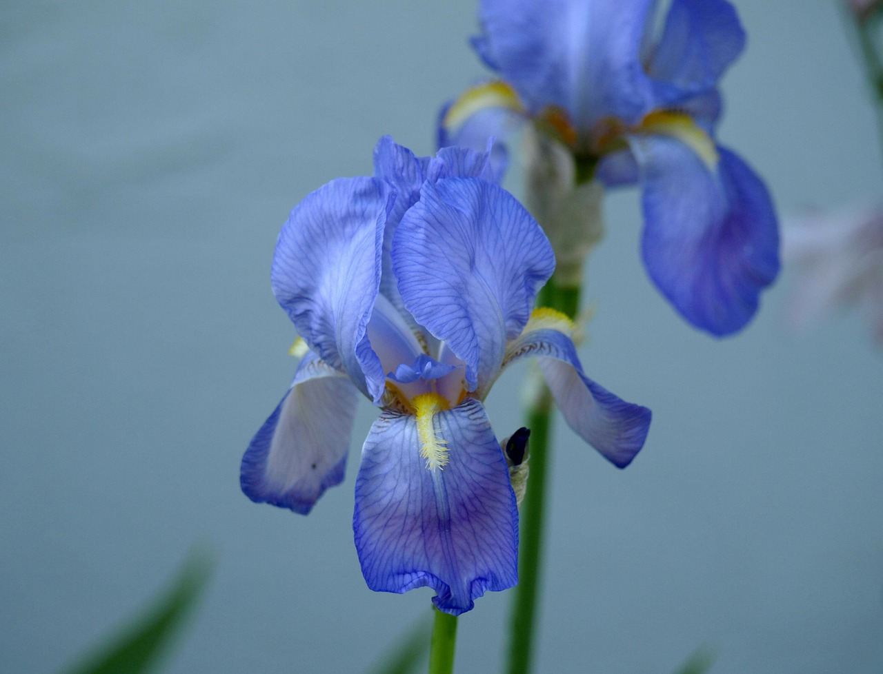 flower blue blossom free photo