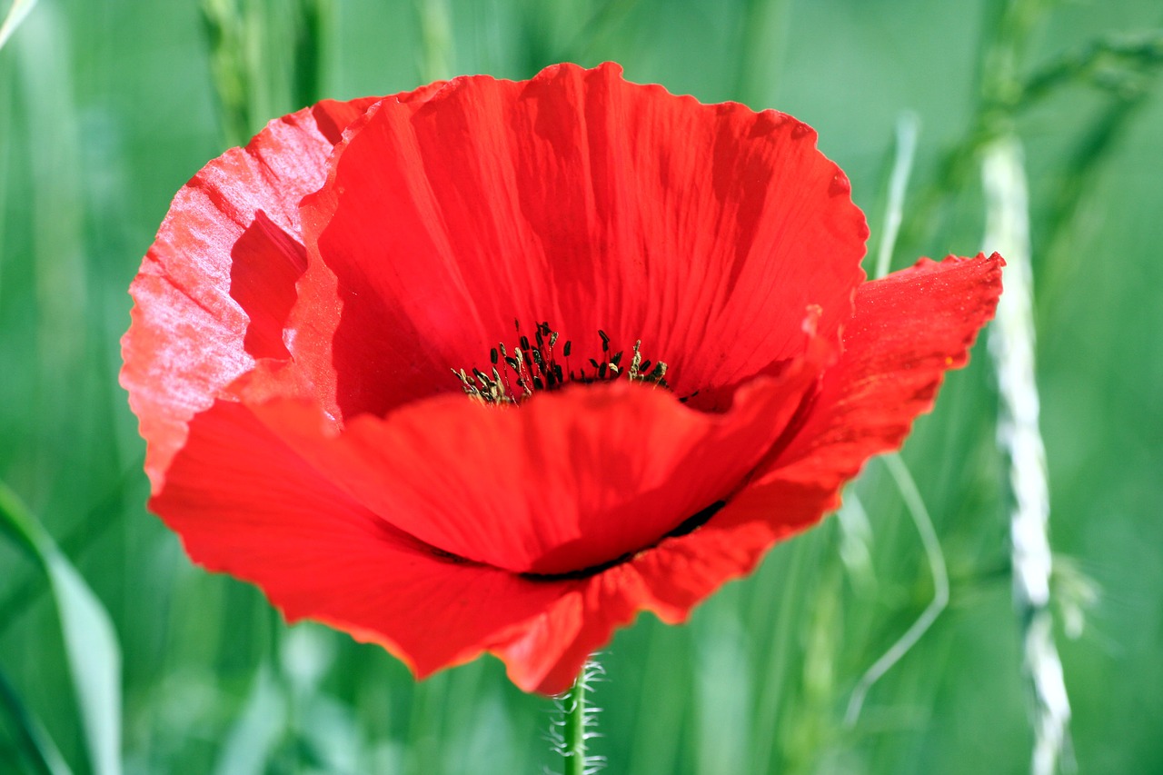 flower  poppy  red free photo