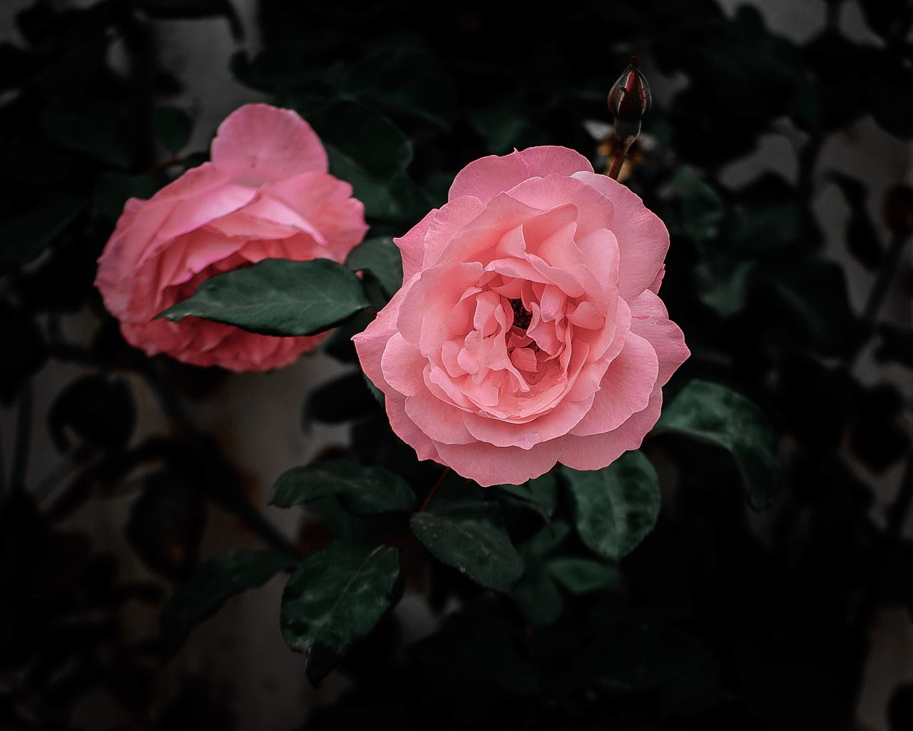 flower  rose  bloom free photo