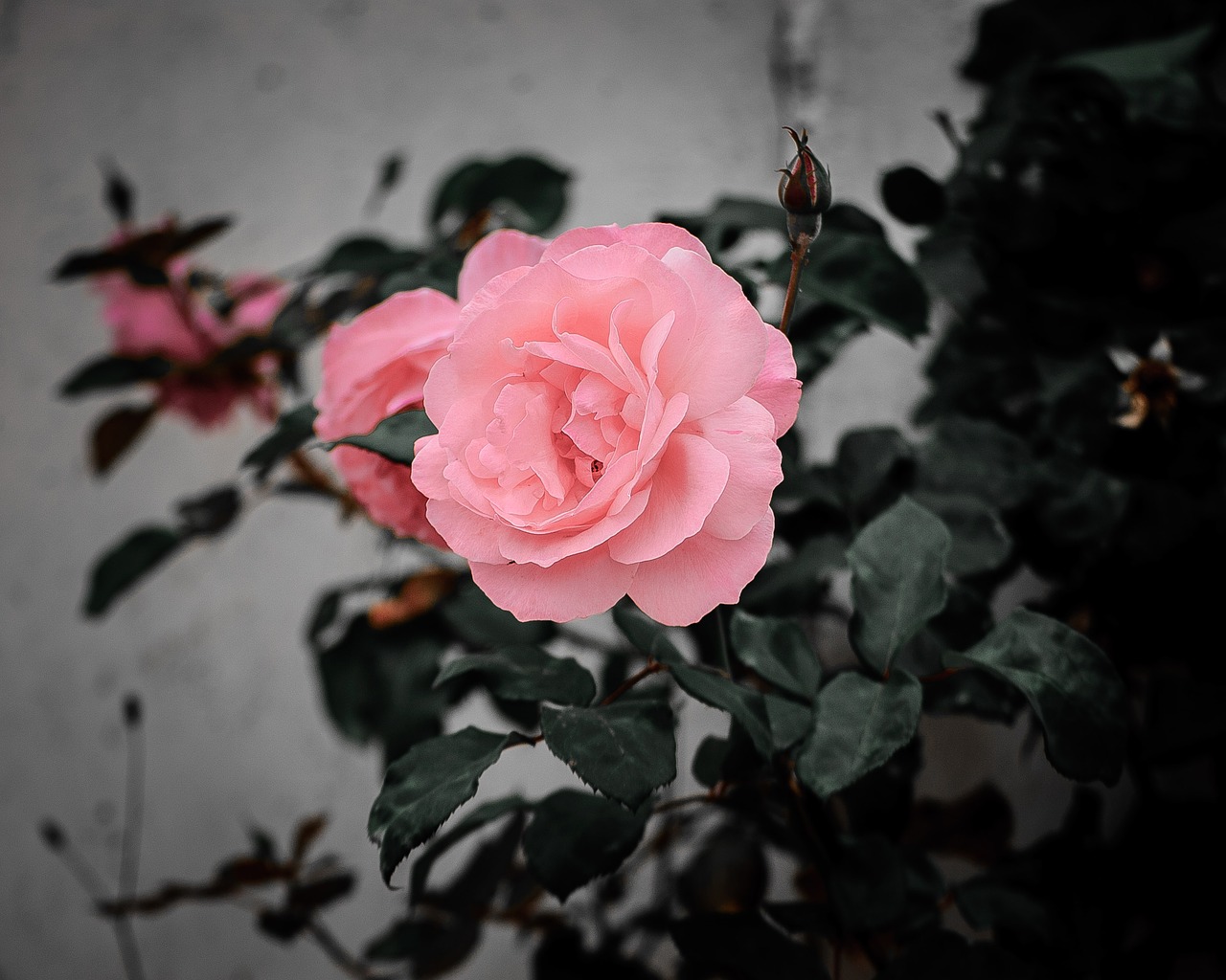 flower  rose  nature free photo