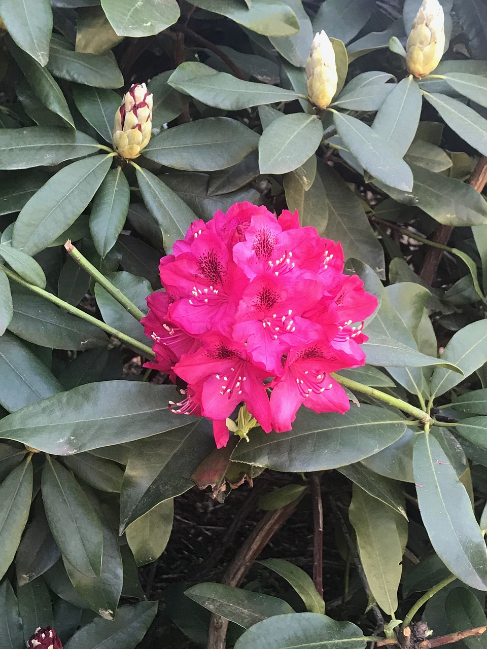 flower  plant  blossom free photo