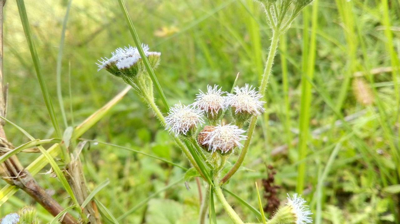 flower  flora  grass free photo