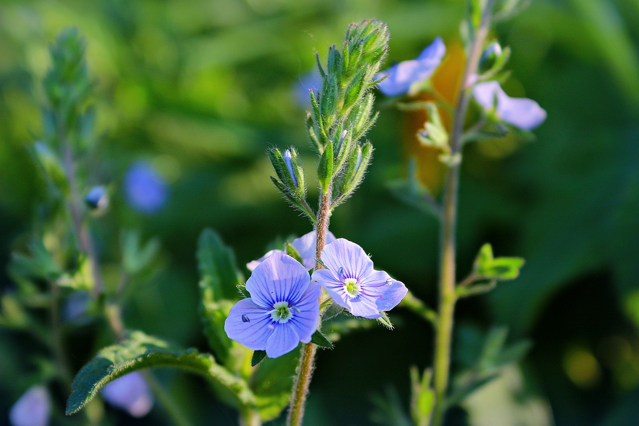 flower  grass  blue free photo