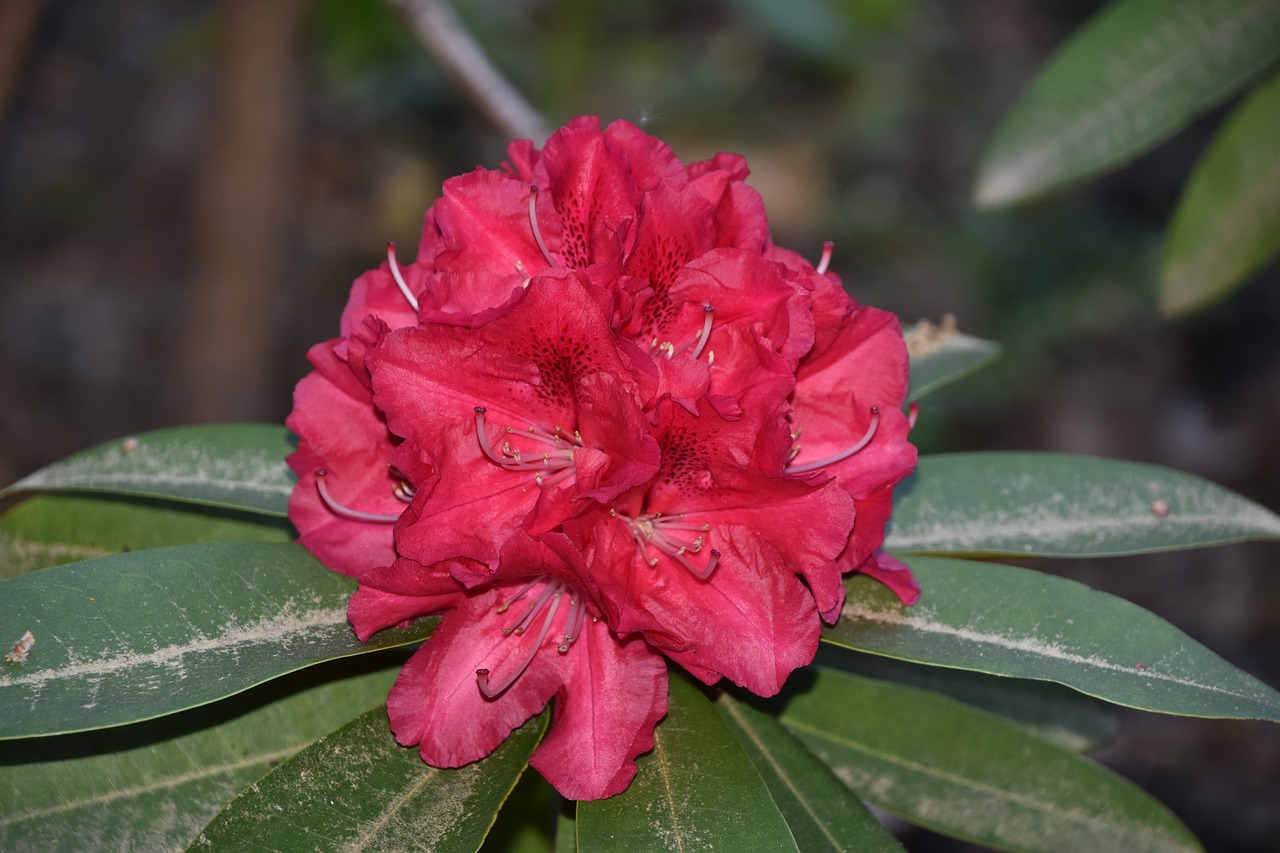 flower  red  nature free photo