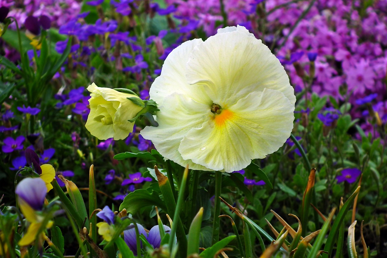 flower  pansy  white free photo