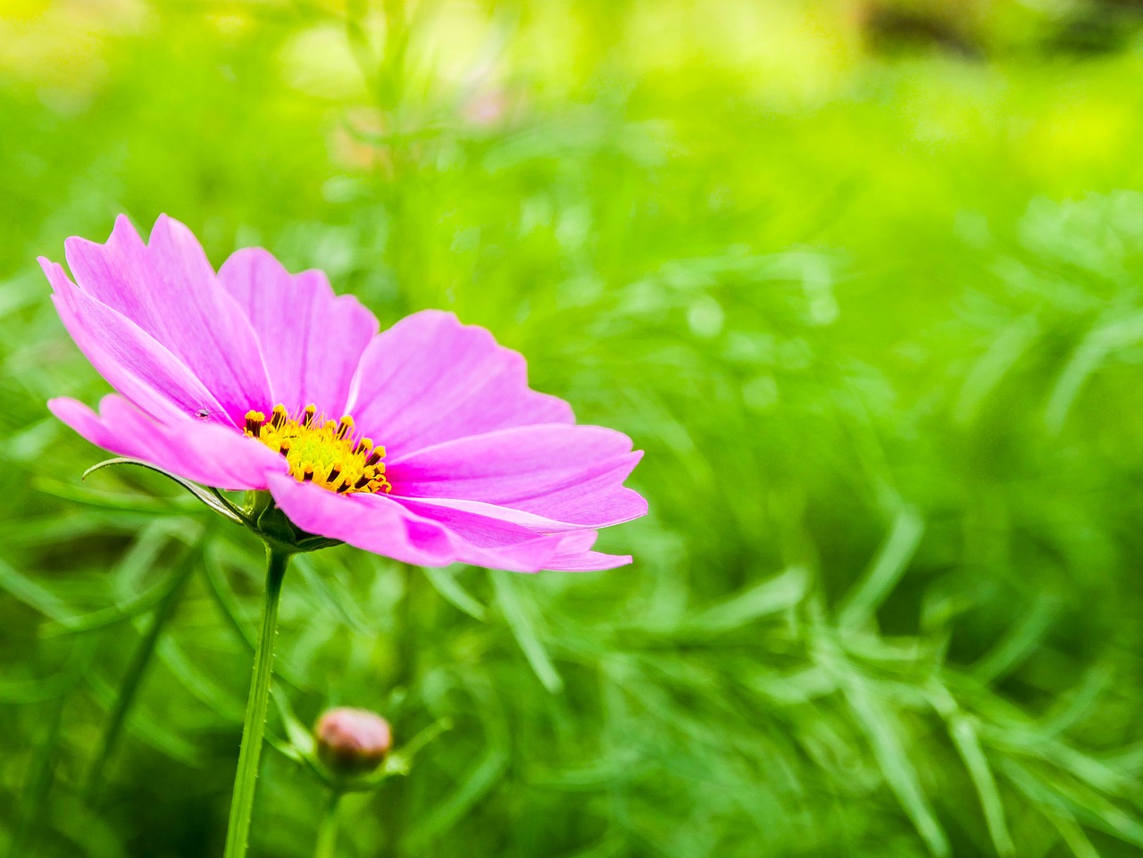 flower  garden  natural free photo