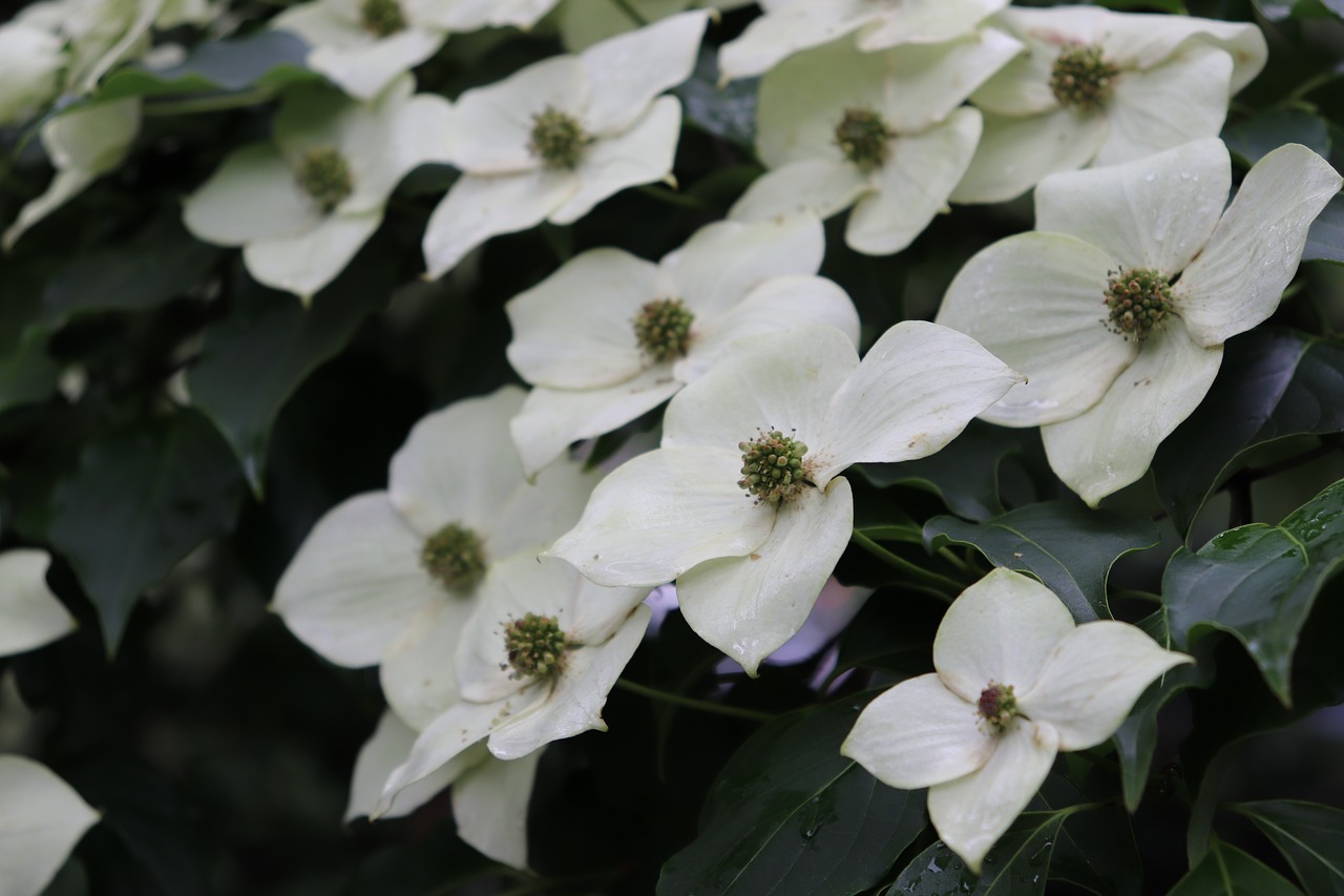 flower  white  nature free photo