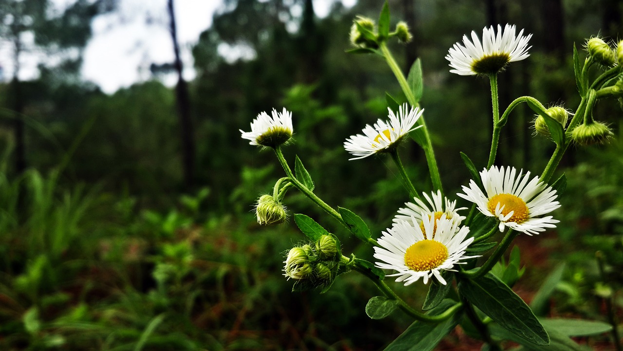 flower  nature  blossom free photo