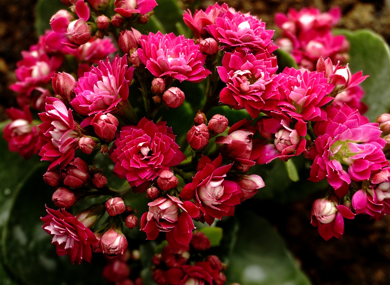 flower  kalanchoe  garden free photo