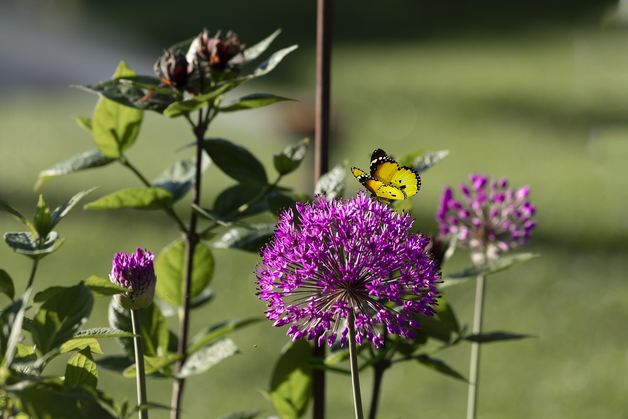 flower  butterfly  nature free photo