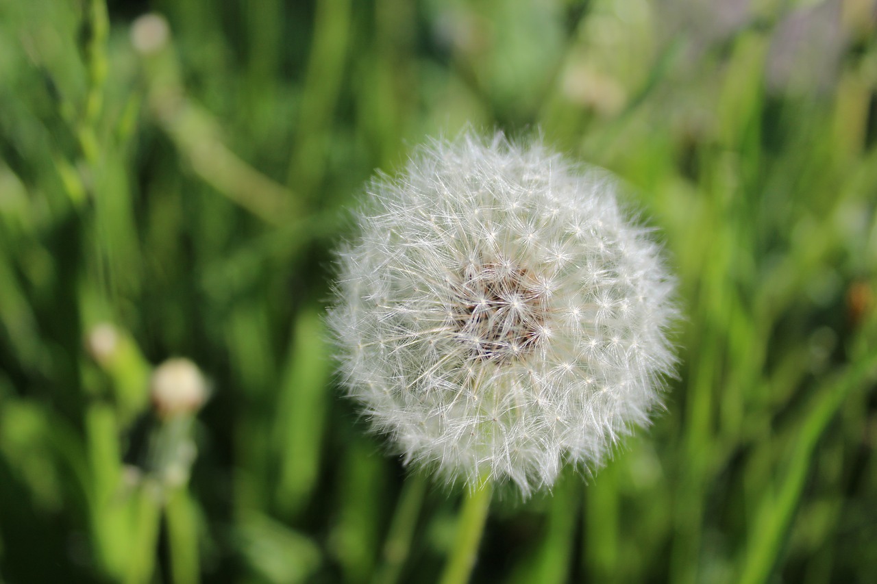 flower  dandelion  nature free photo