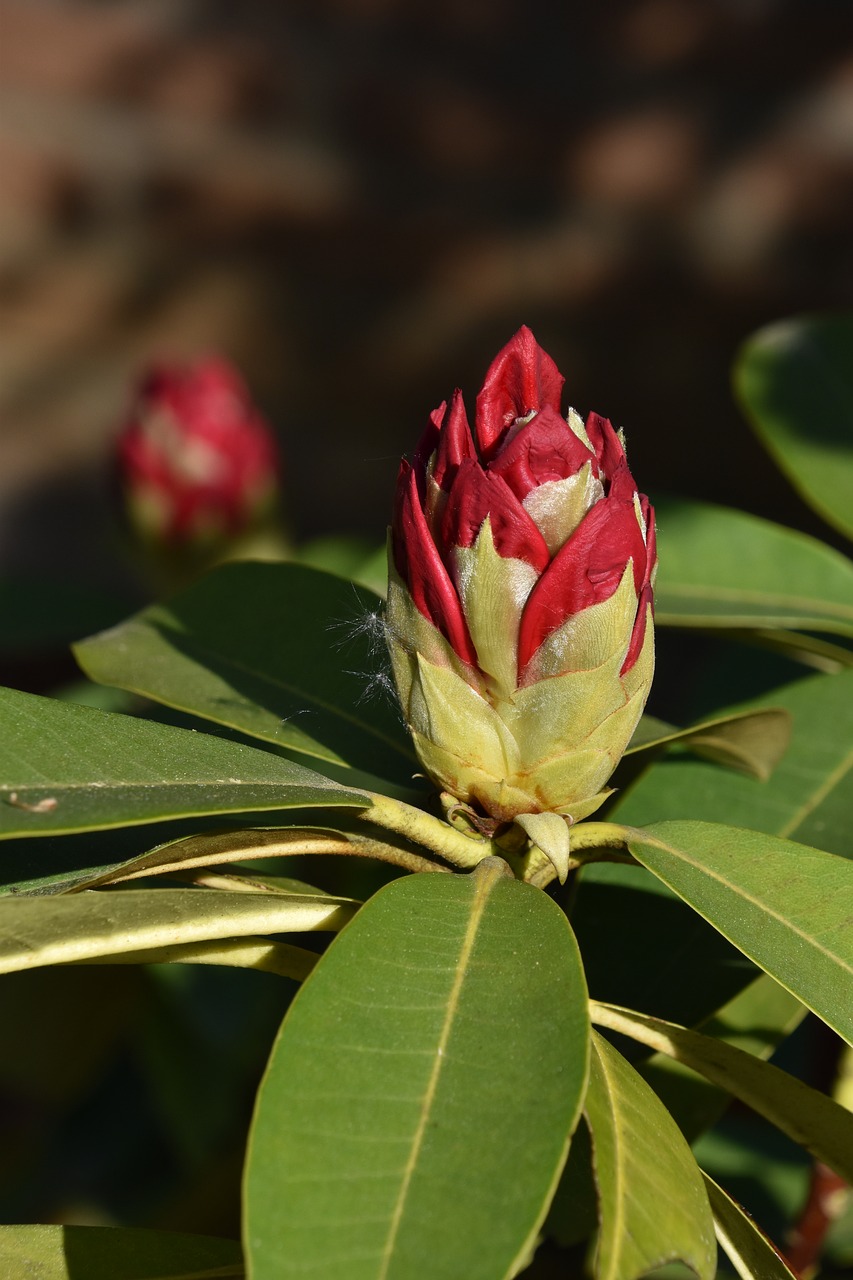 flower  rhododendron  flowering free photo