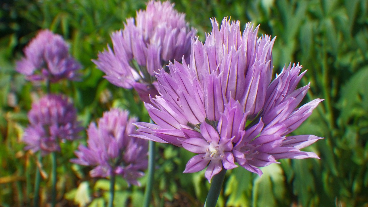 flower  plant  summer flowers free photo