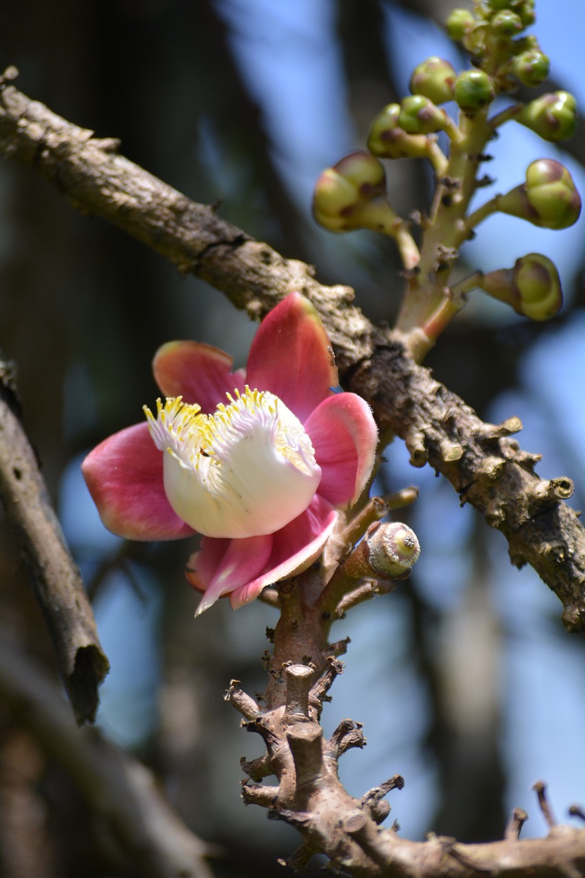 flower  nature  forest free photo