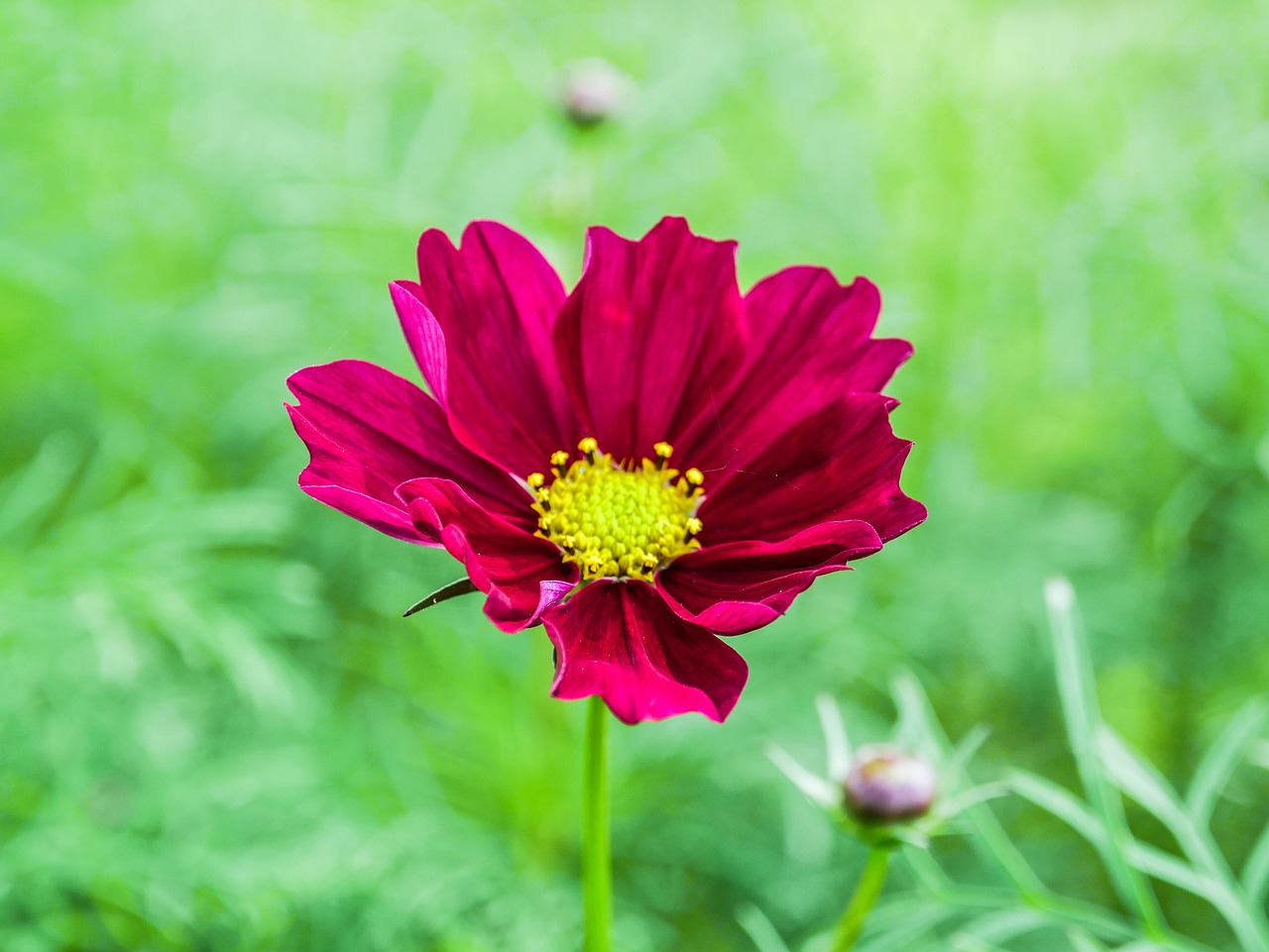 flower  broom  red flower free photo