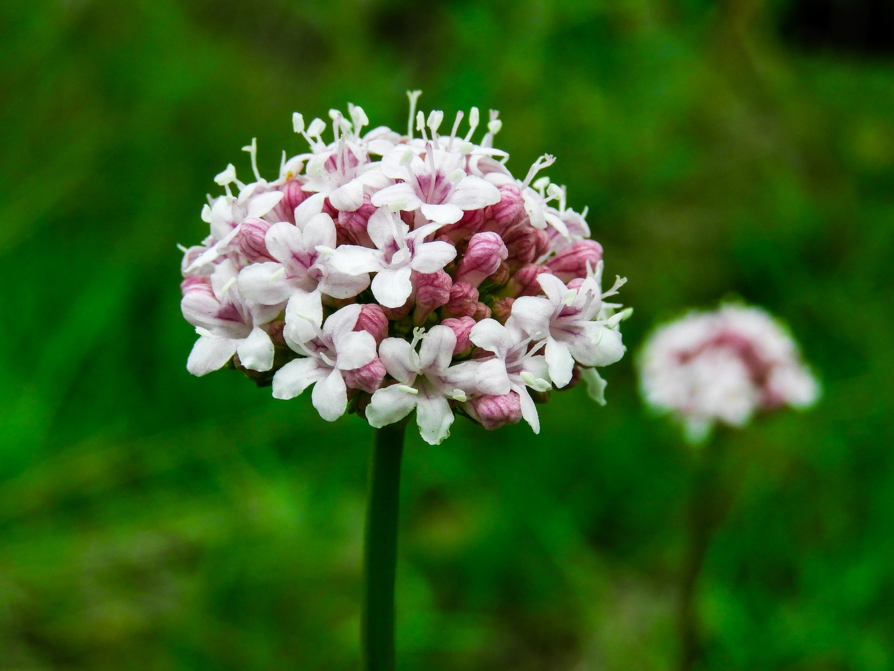 flower  spring  beautiful free photo