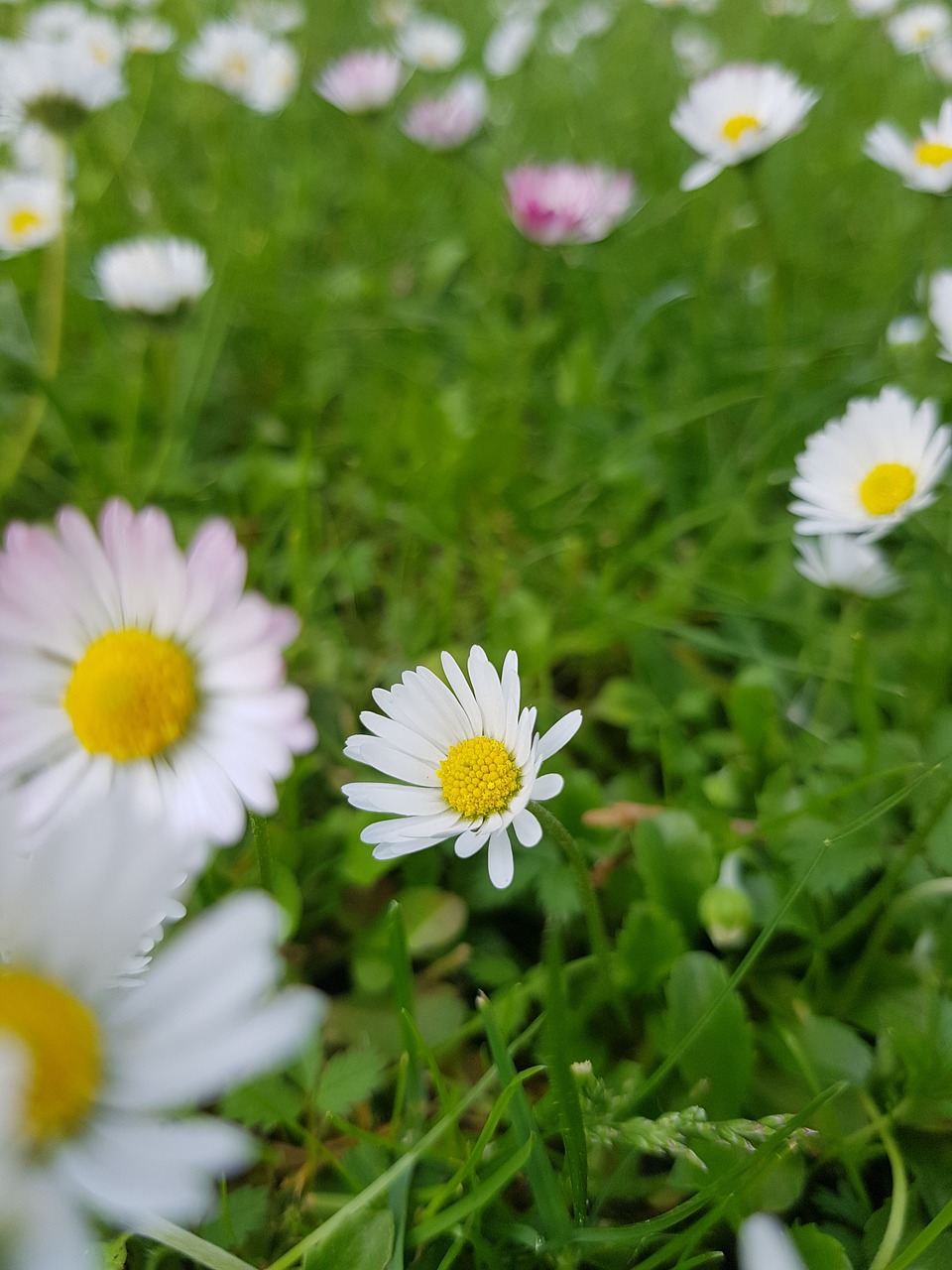 flower  daisy  nature free photo