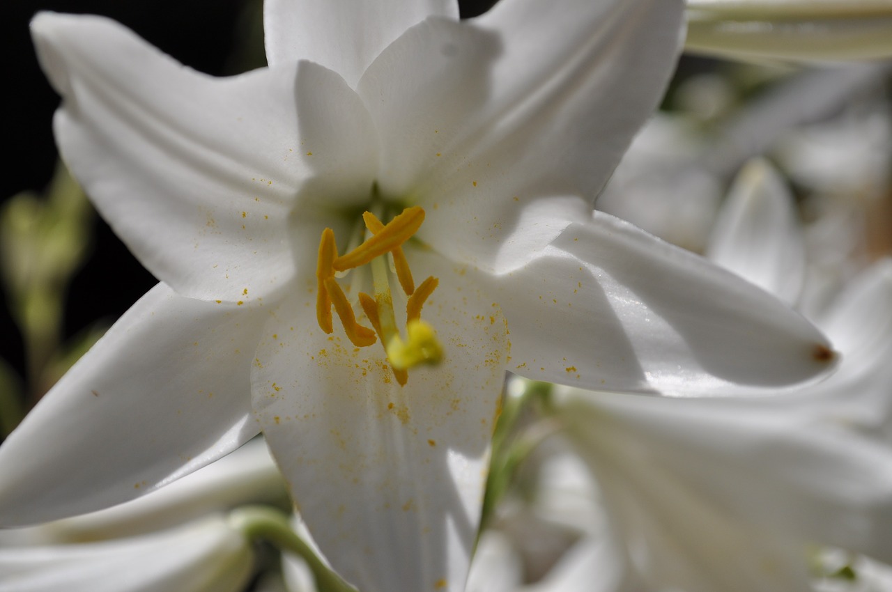 flower garden flowers free photo