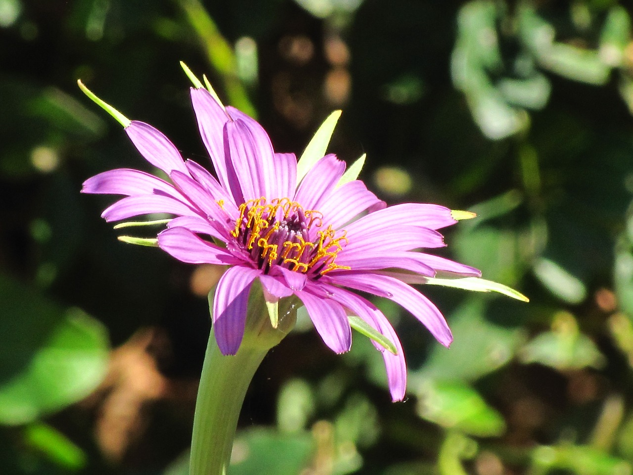 flower  purple  bloom free photo