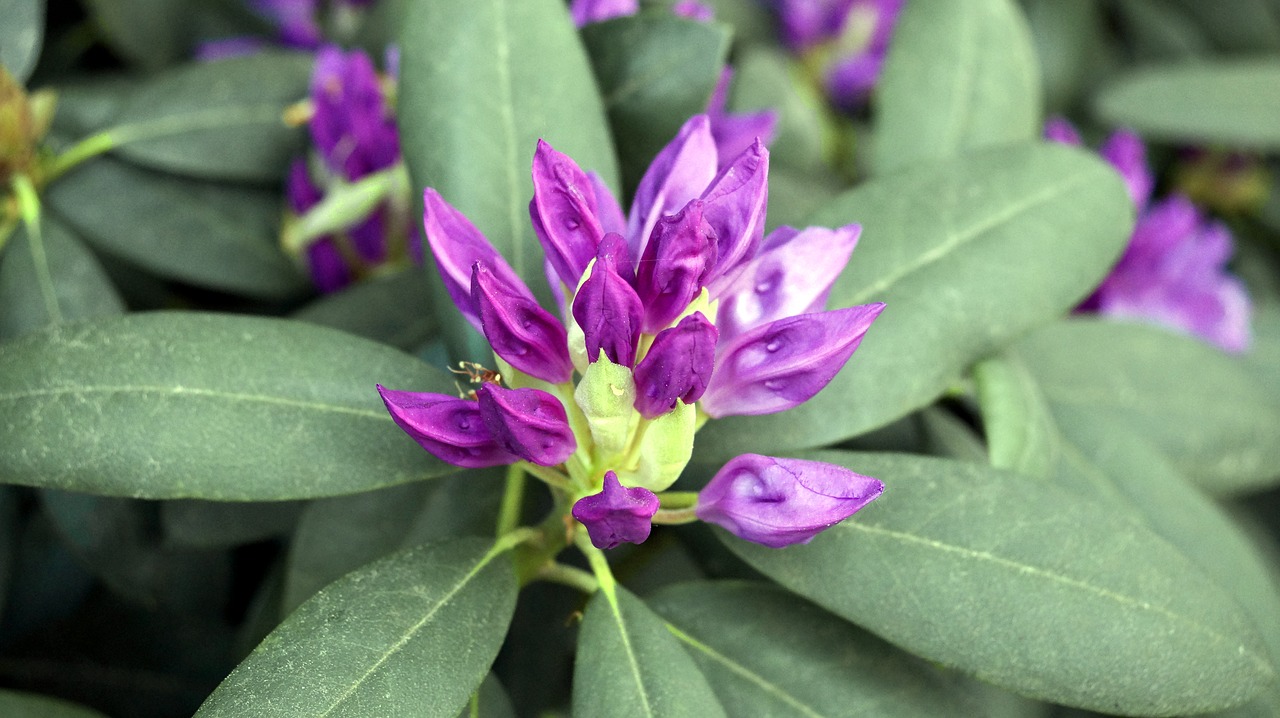 flower  plant  blossom free photo