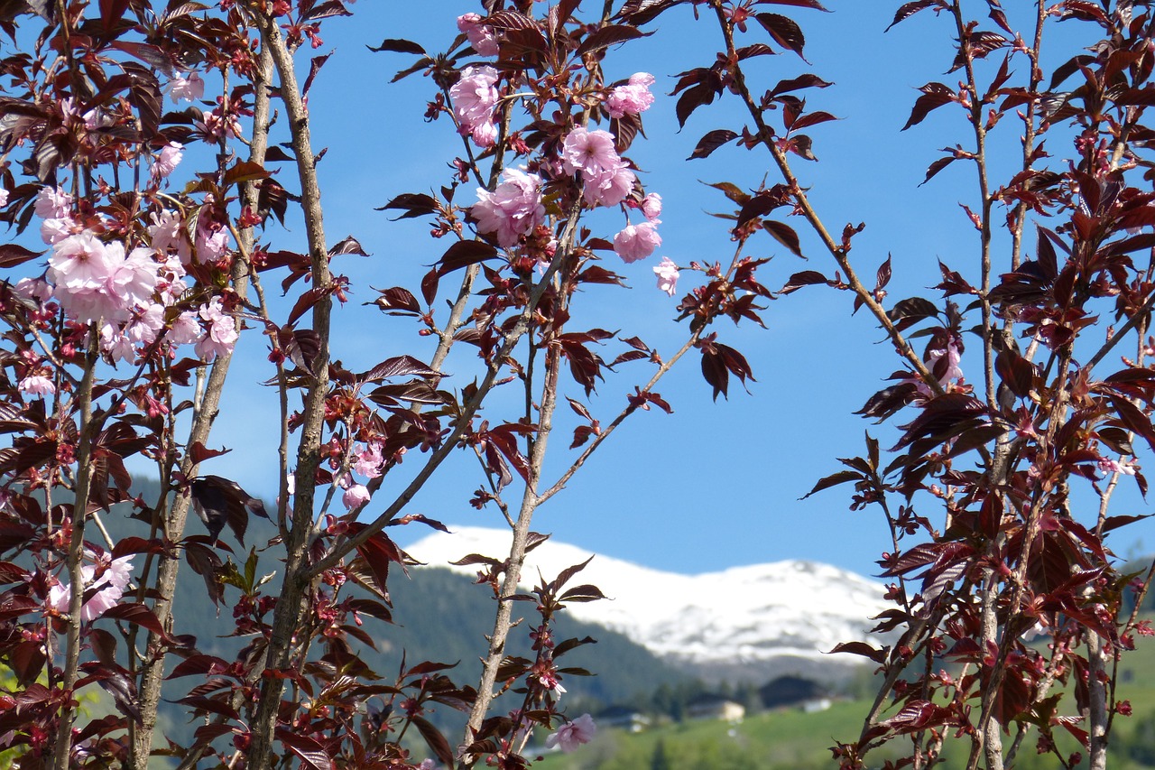 blossom bloom spring free photo