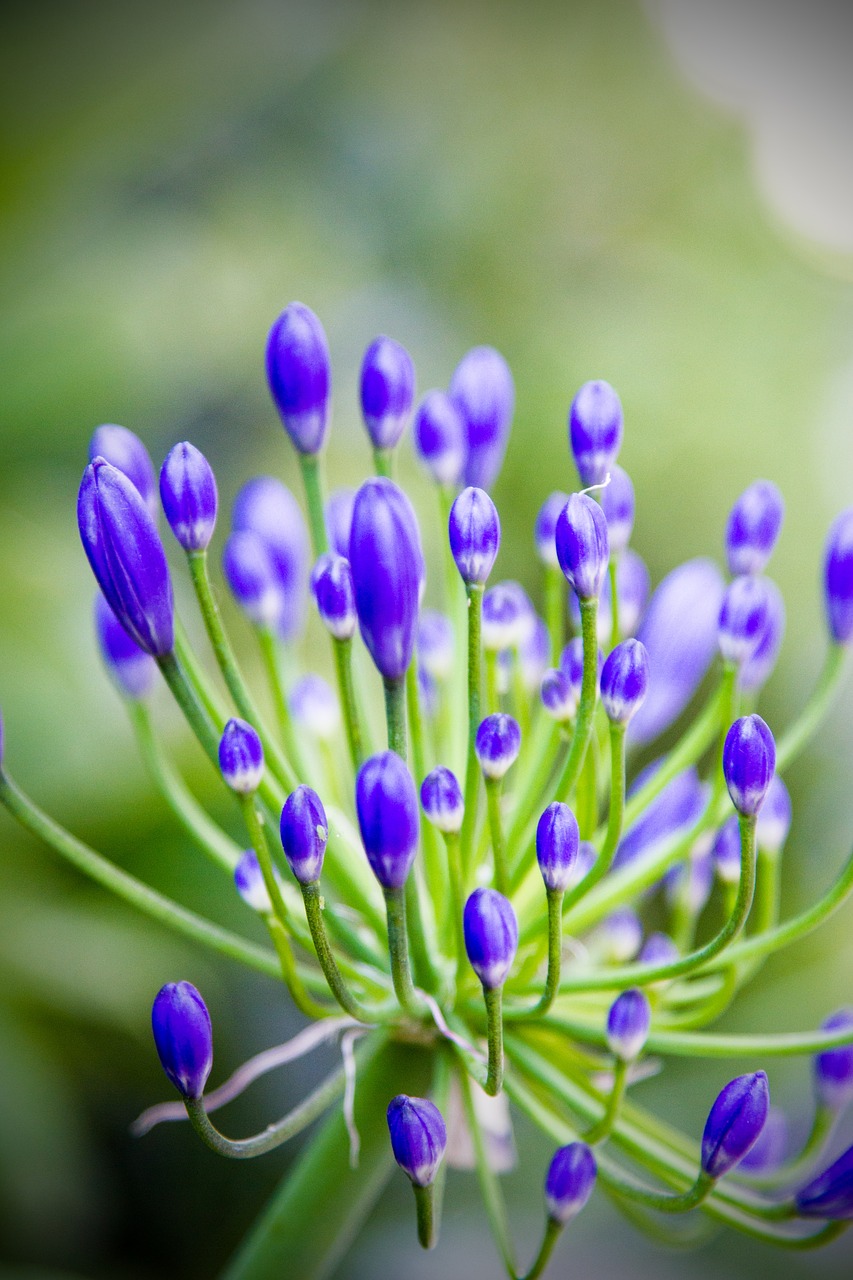 flower  lilac  plant free photo