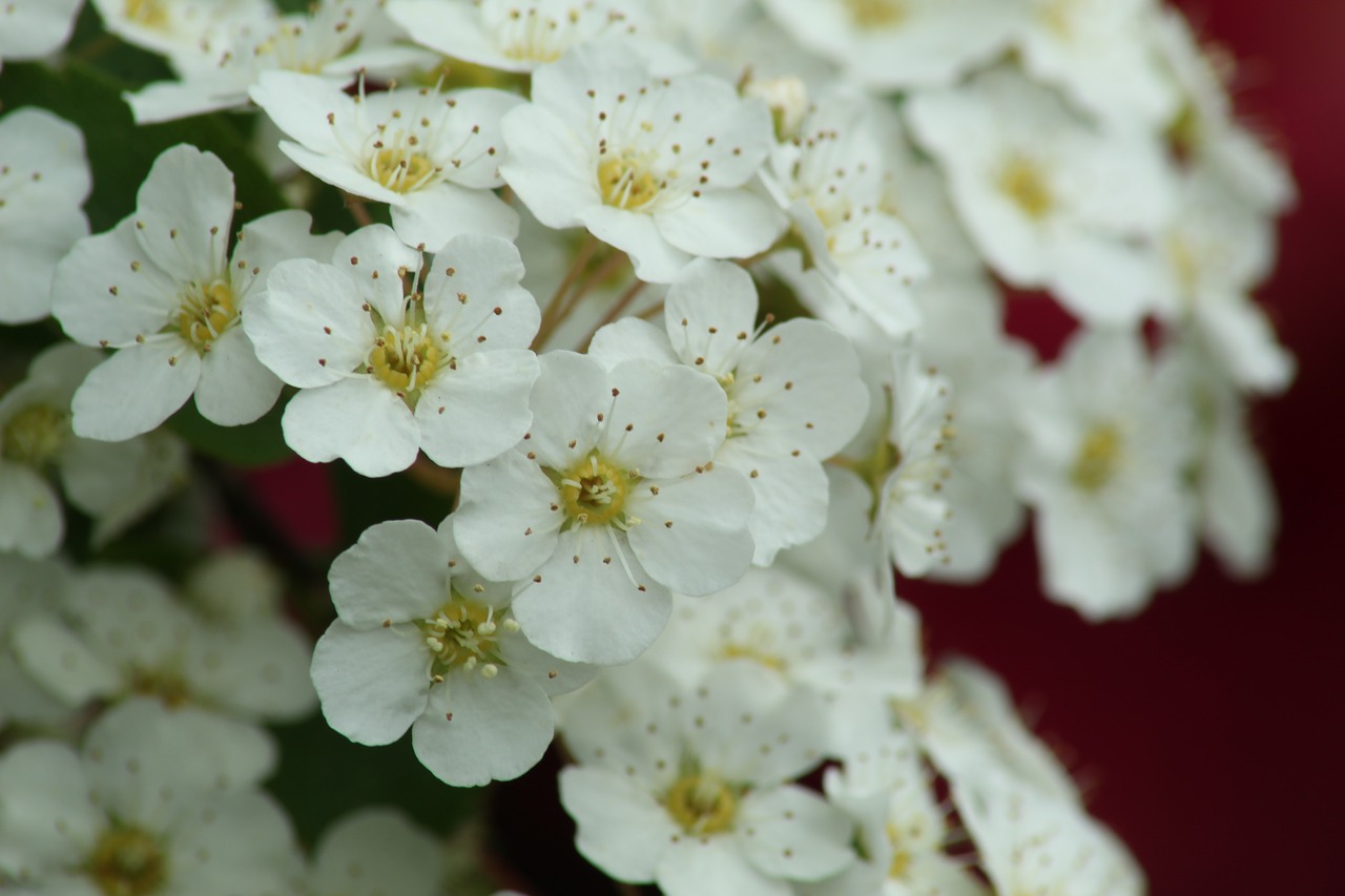 flower  white  close up free photo