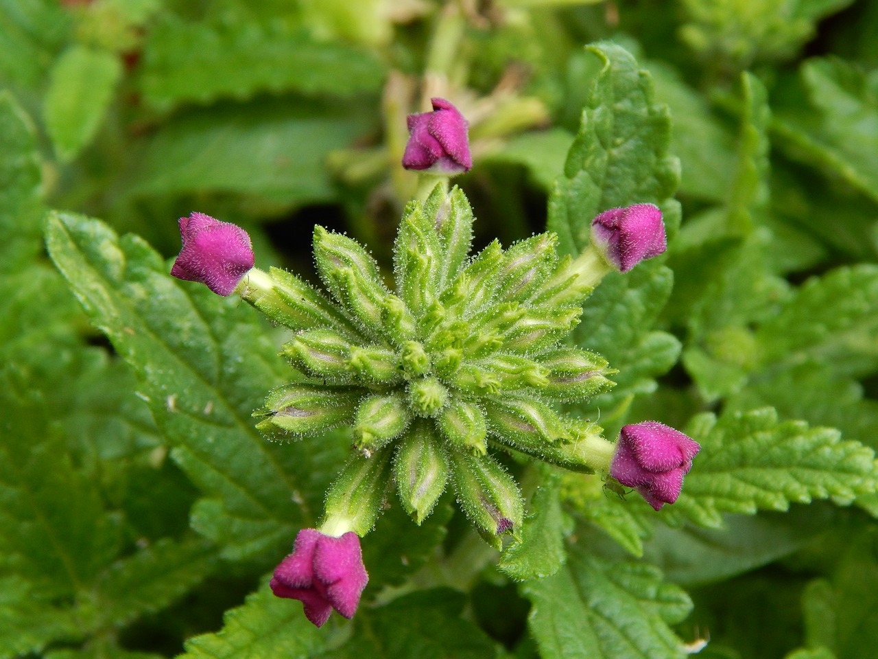 flower  flowering  plant free photo