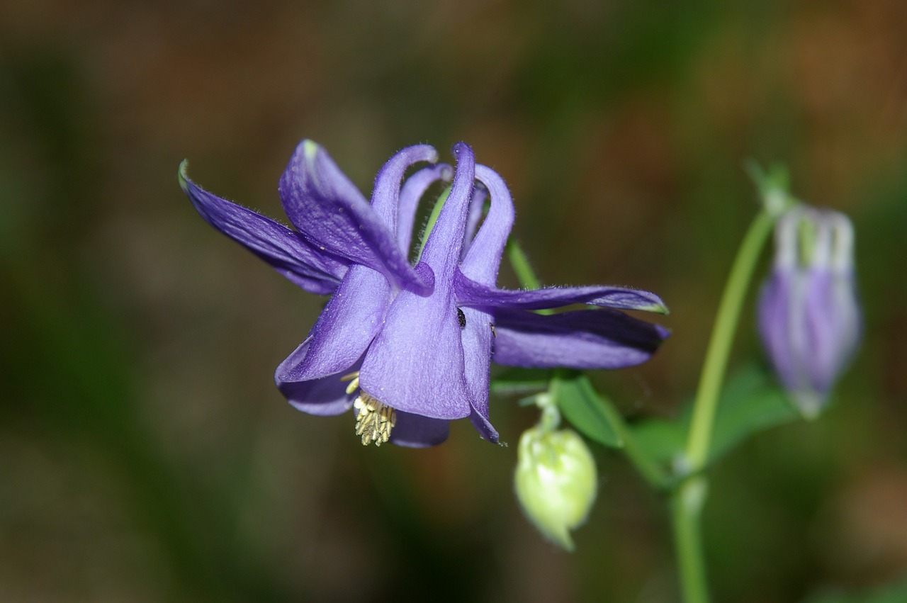 flower  purple free pictures free photo