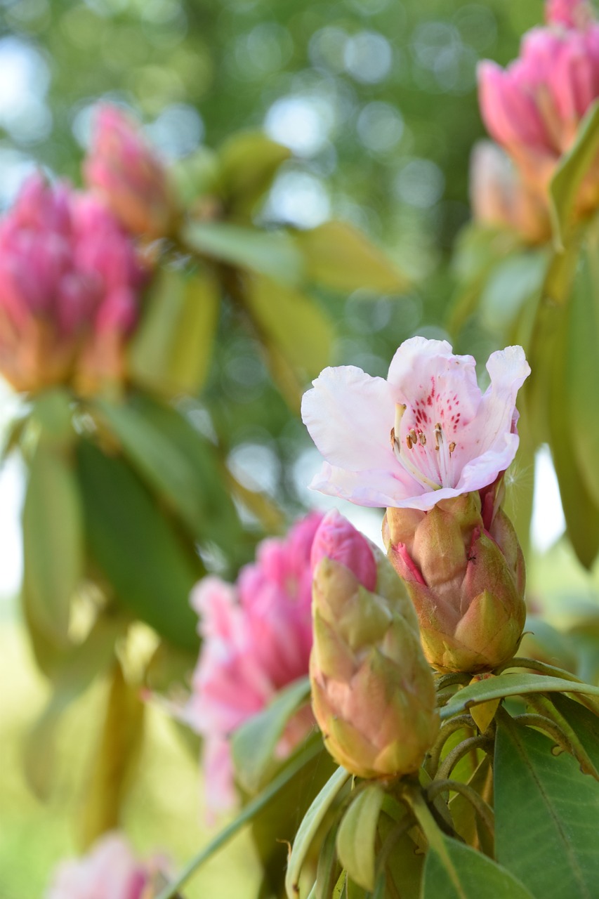 flower  flowering  spring free photo