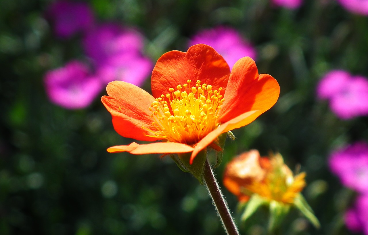 flower  maczek california  spring free photo