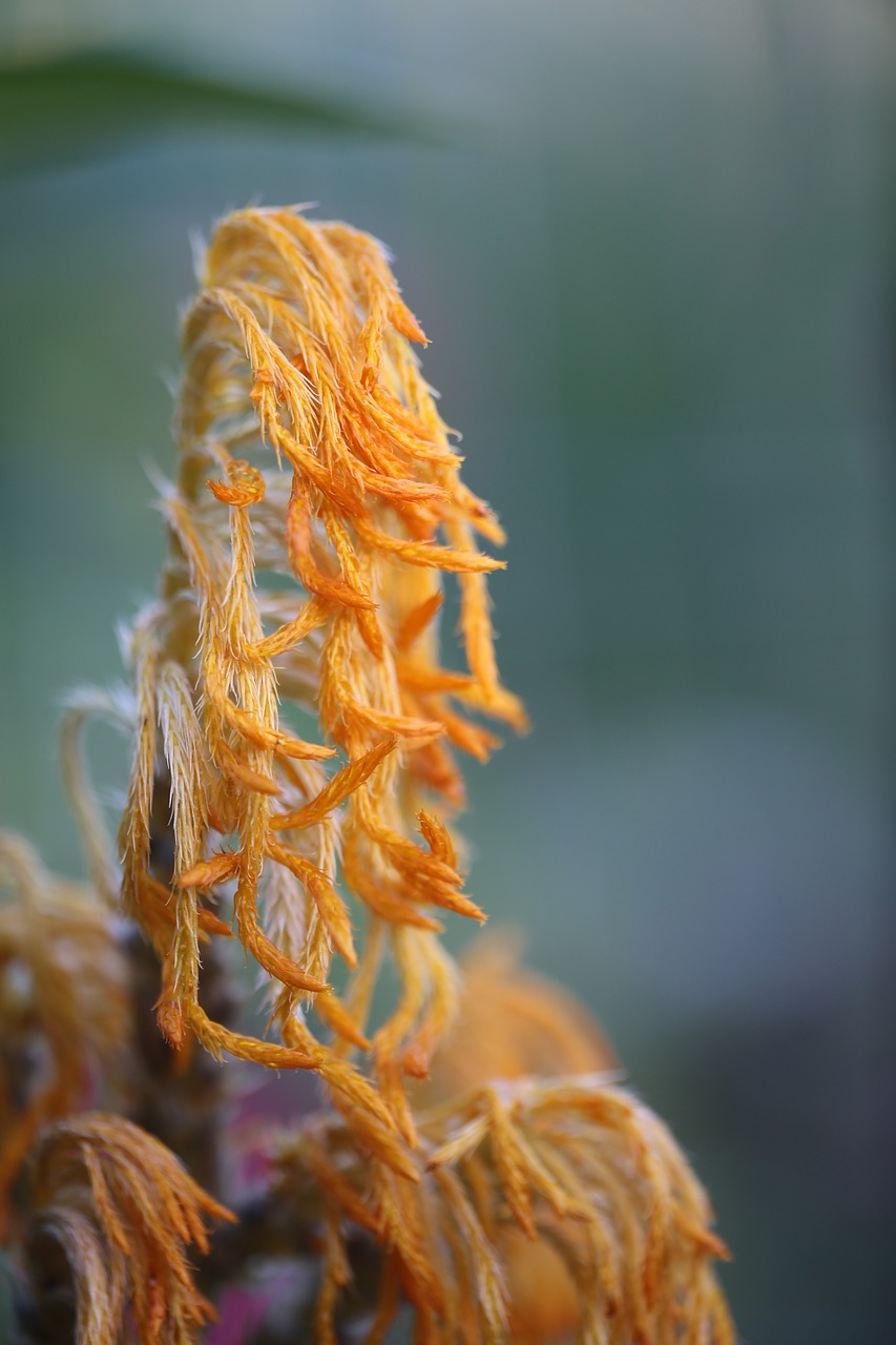 flower  petals  orange free photo