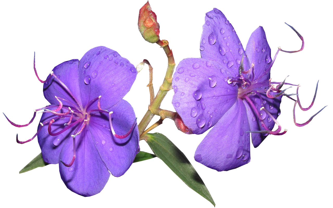 flower  purple  rain drops free photo