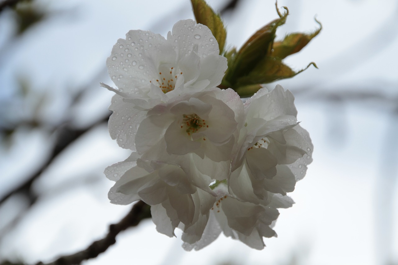 flower  nature  white free photo