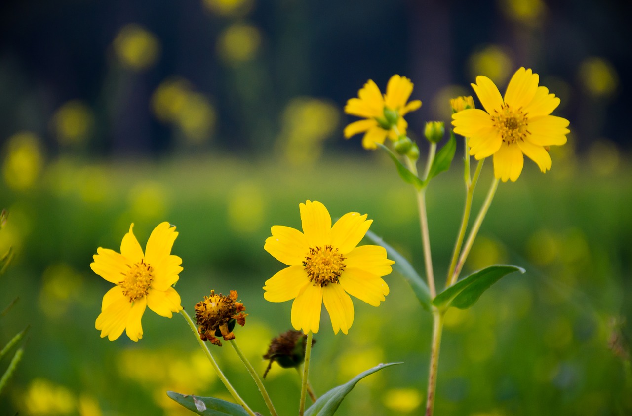 flower  yellow  sunflower free photo