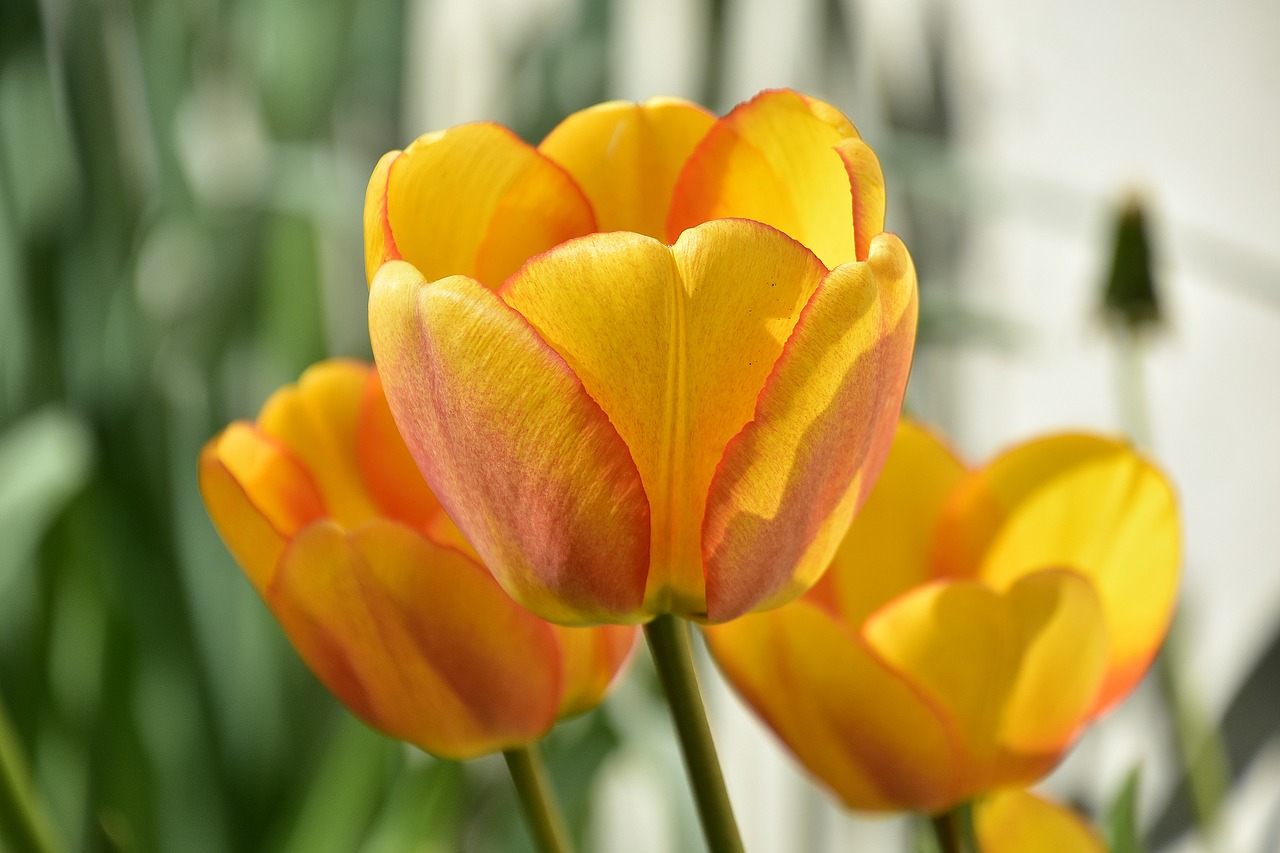 flower  tulip  nature free photo