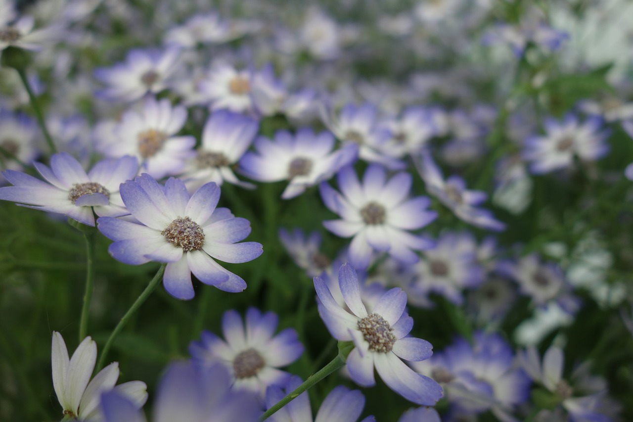 flower  marguerite  daisies purple free photo