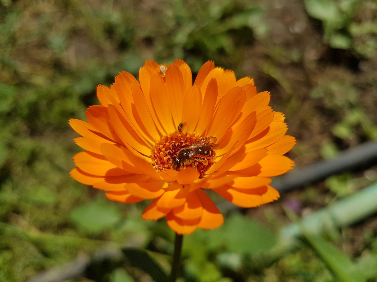 flower  bee  orange free photo