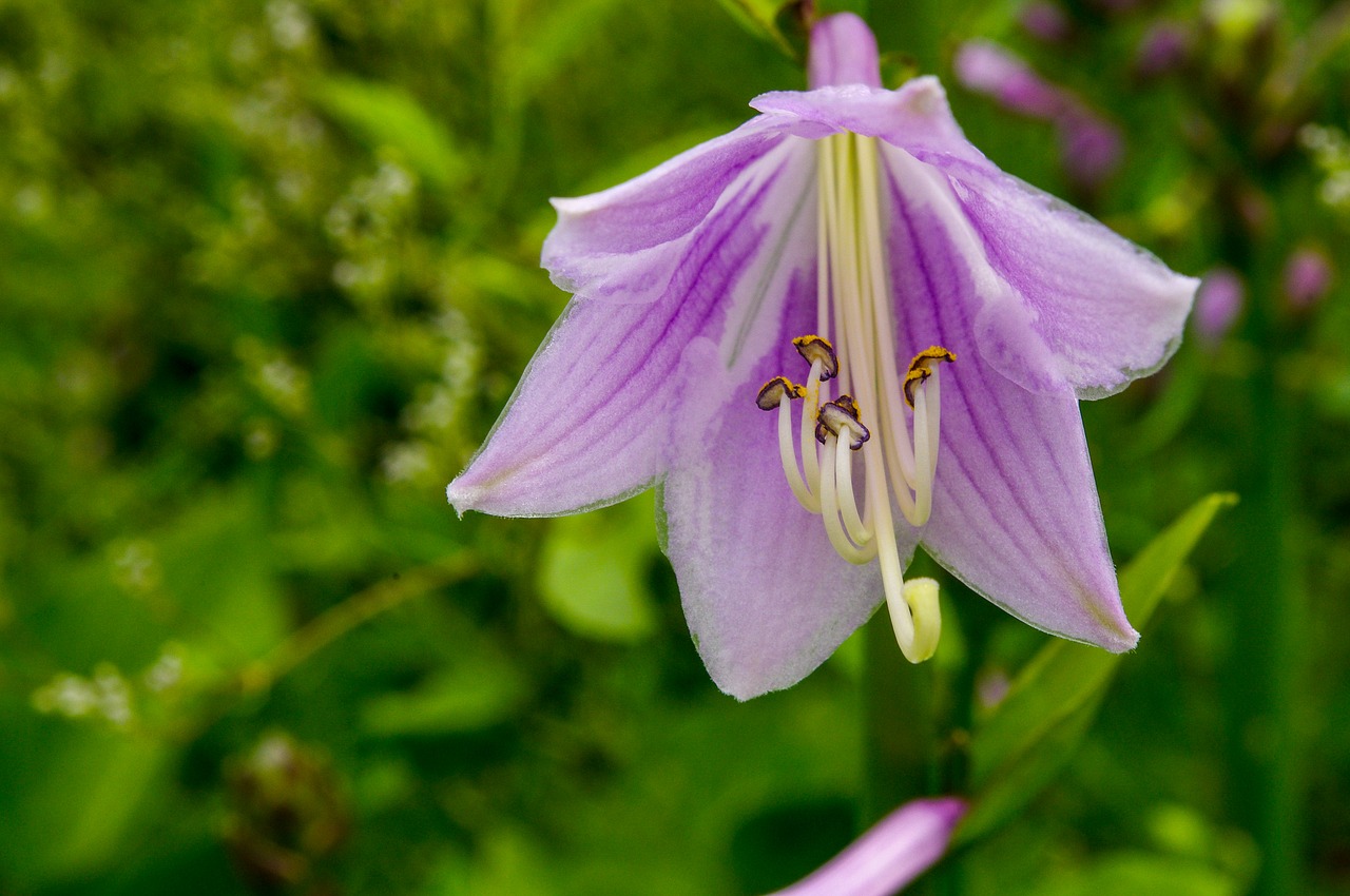 flower  garden  color free photo