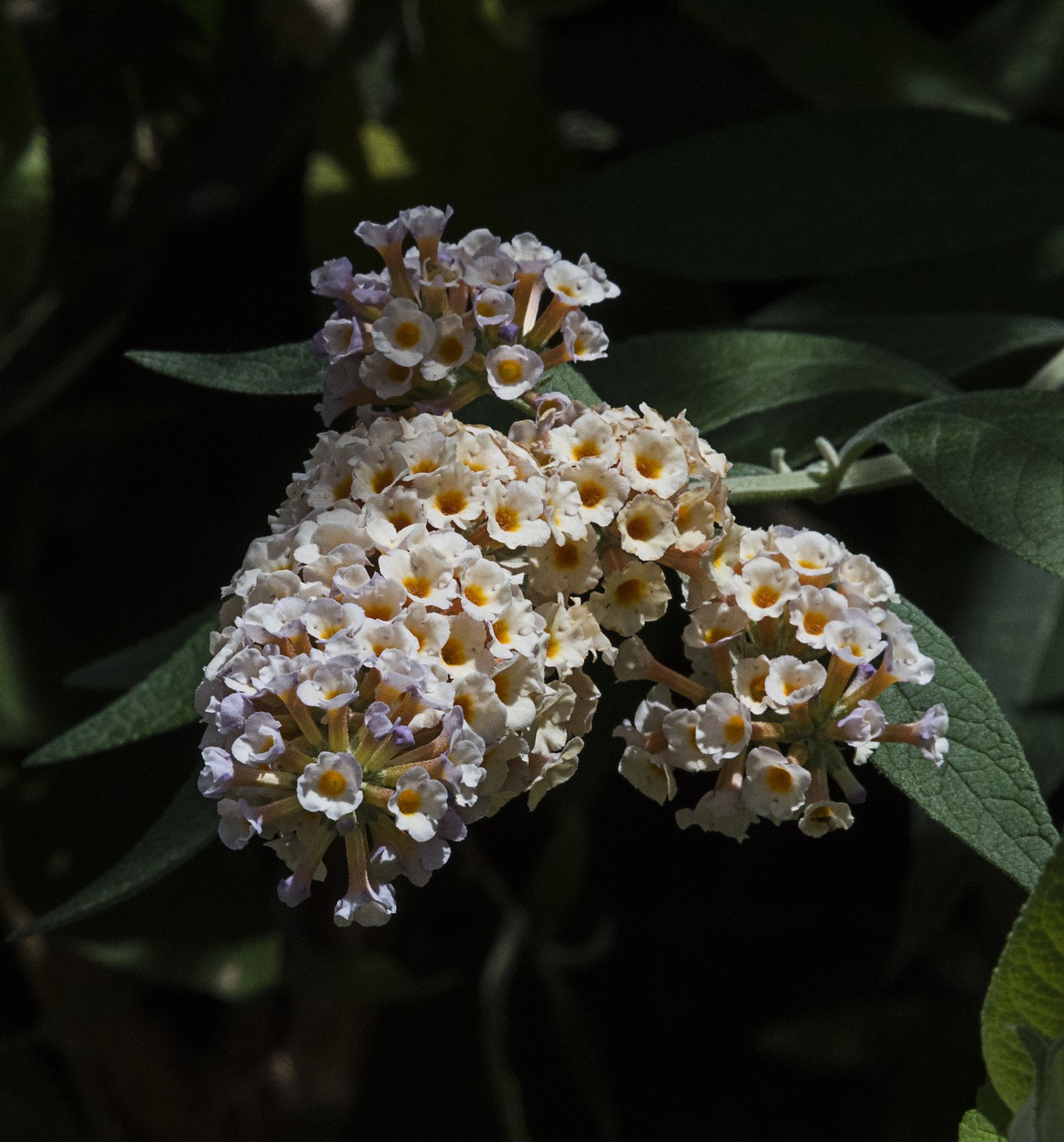 flower  nature  spring free photo