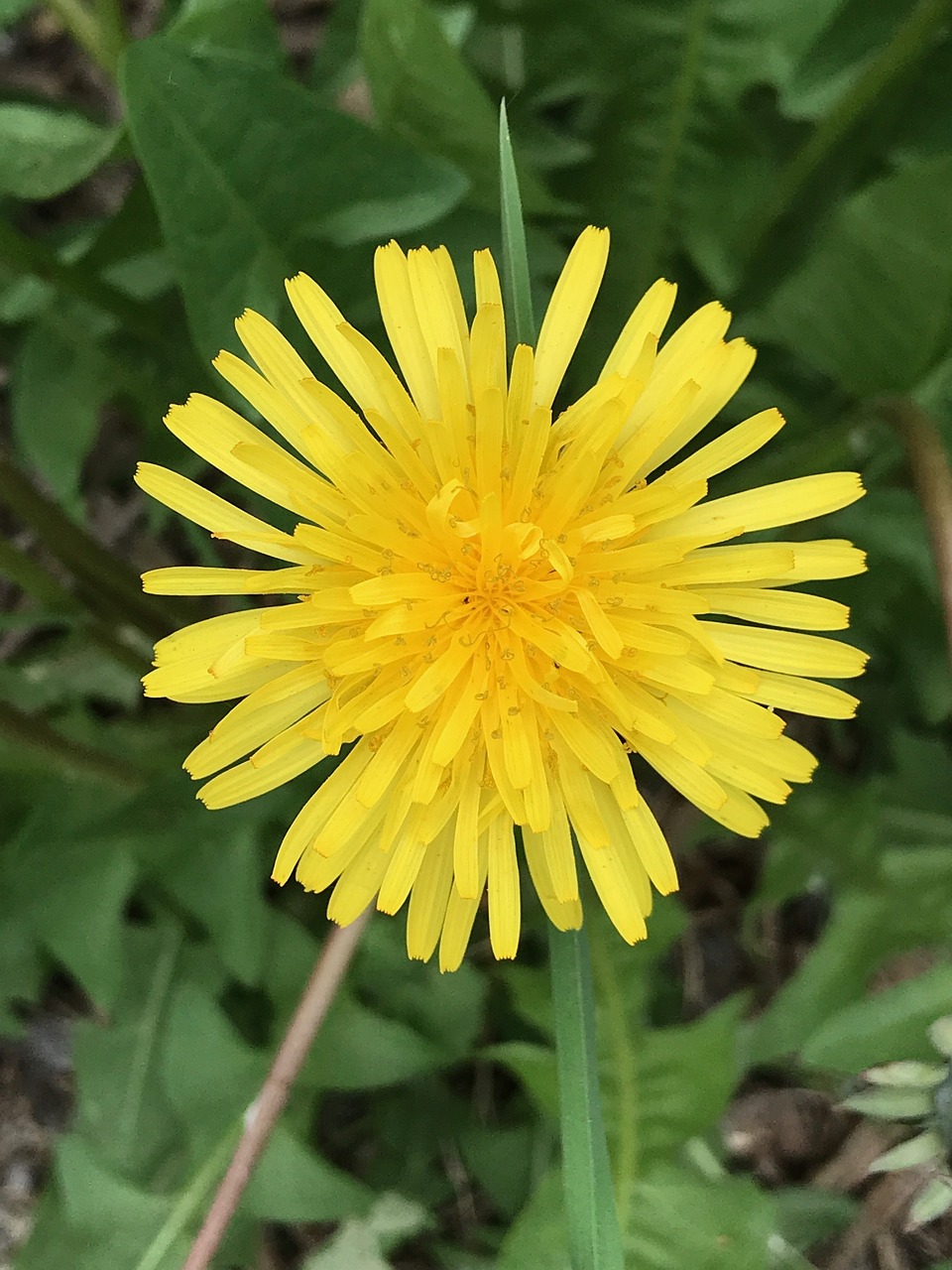 flower  nature  plant free photo