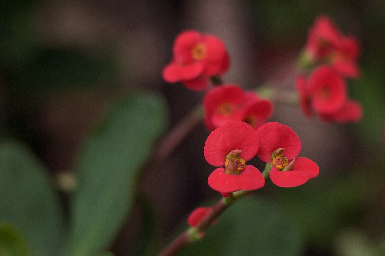 flower  bloom  floral free photo