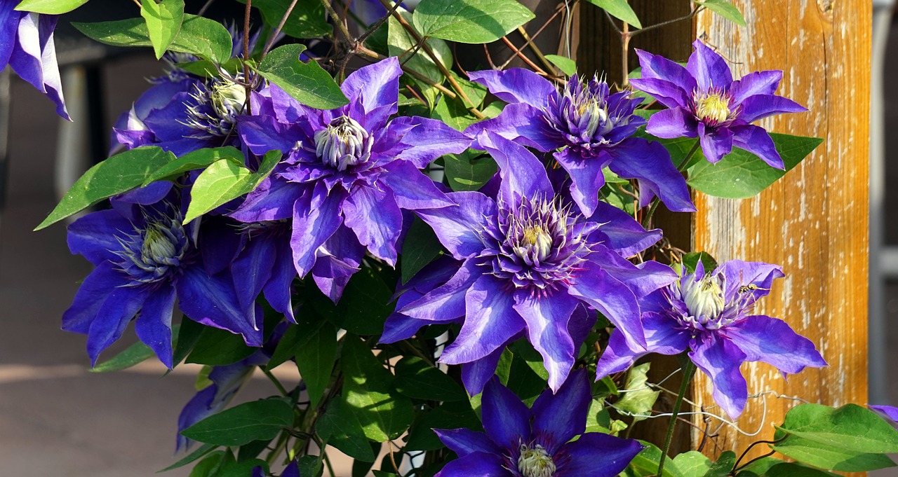 flower  blue  clematis free photo